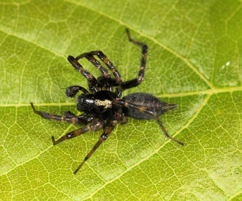 Textrix_denticulata_D8208_Z_89_Bij afgraving_Nederland.jpg